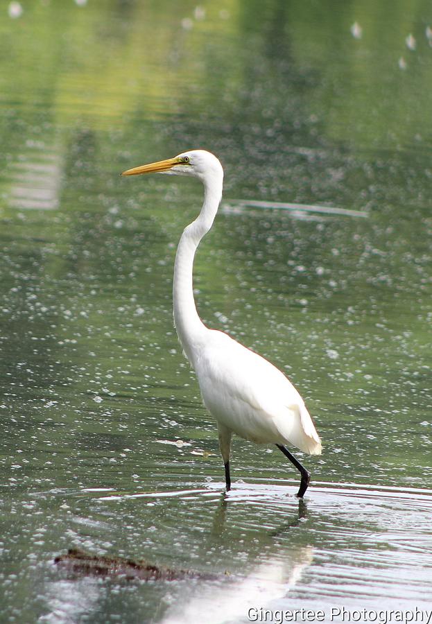 White Egret Photograph by Tanya Alston - Fine Art America