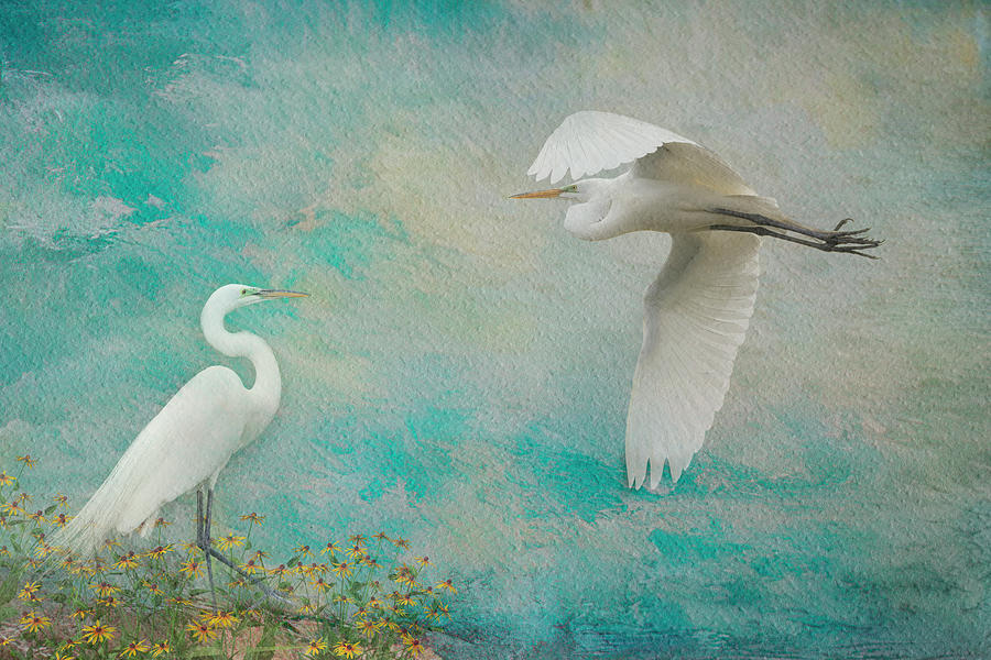 White Egrets Greeting Photograph by Patti Deters