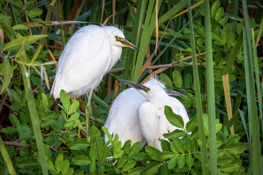 White Egrets Photograph by R Scott Duncan