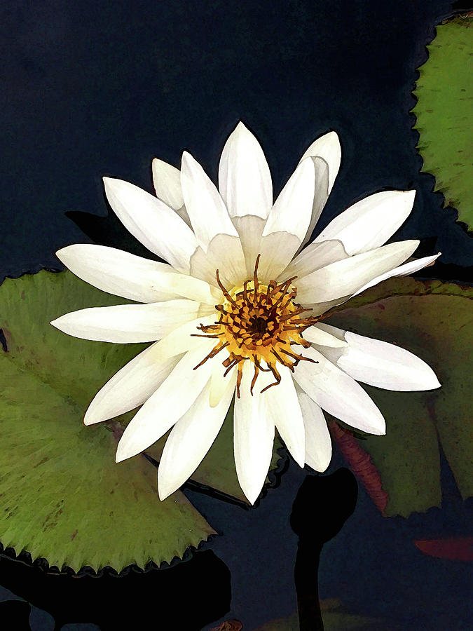 White Egyptian Water Lily Mixed Media by Deborah League