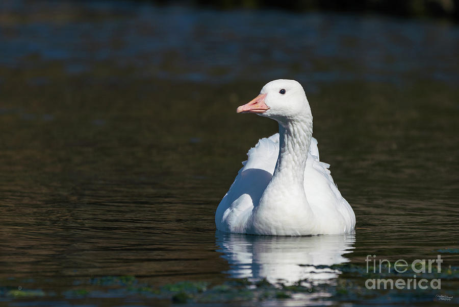 White Emden Goose Swimming Photograph by Jennifer White