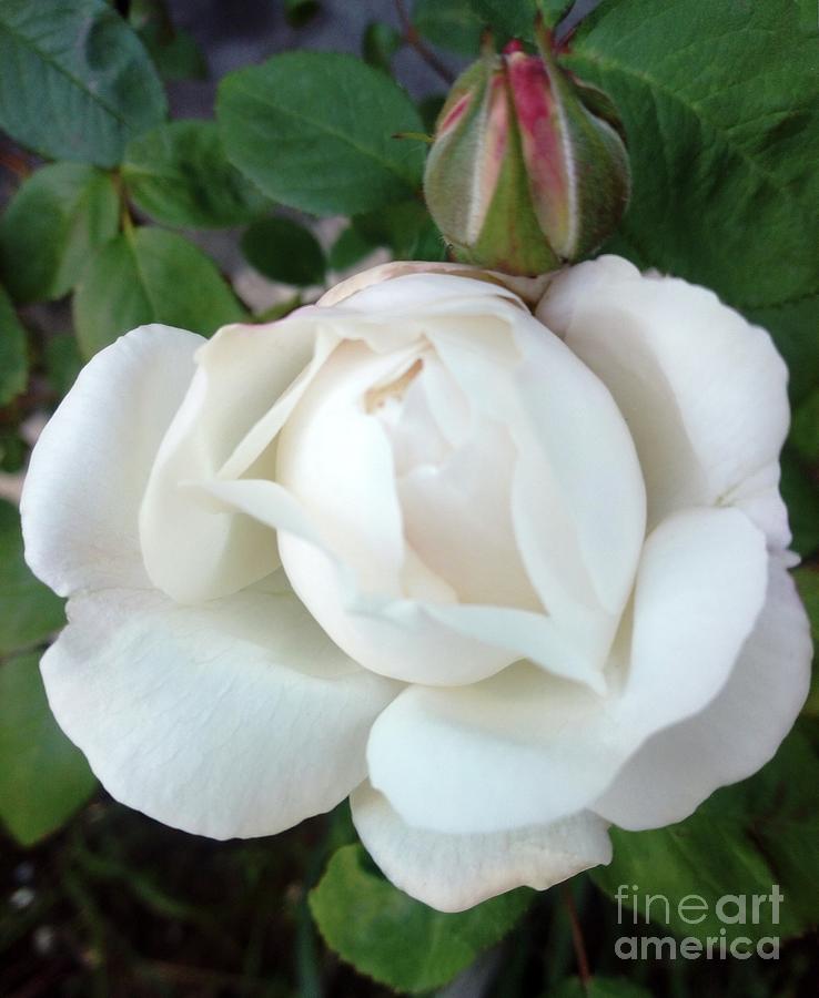 White English Rose Winchester Cathedral 2 Photograph by Leonida Arte