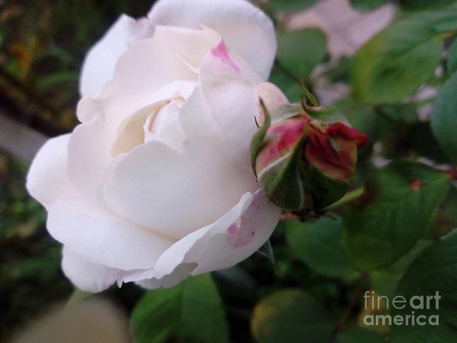 White English Rose Winchester Cathedral  Photograph by Leonida Arte