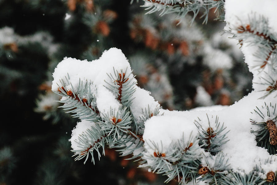 Nature Photograph - White Evergreens by Kamie Stephen Nature Photograph - White Evergreens by Kamie Stephen