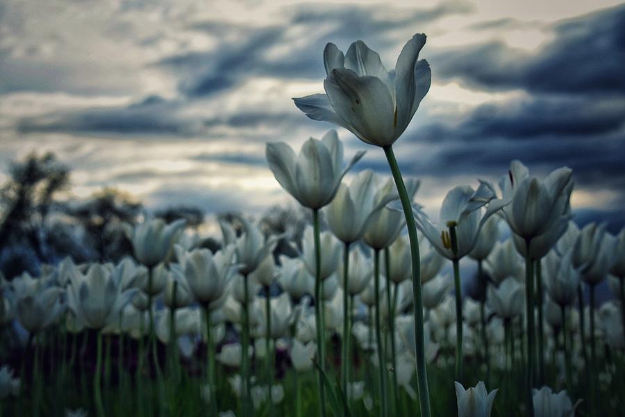 Tulip Photograph - White by Pin Drop Photography