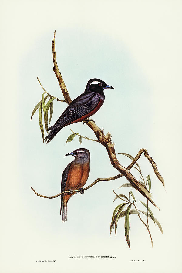 John Gould Drawing - White-eyebrowed Wood Swallow, Artamus supercilious by John Gould