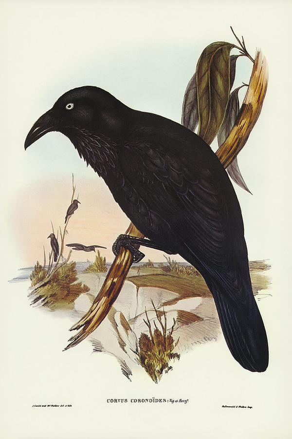 John Gould Drawing - White-eyed Crow, Corvus Coronoides by John Gould