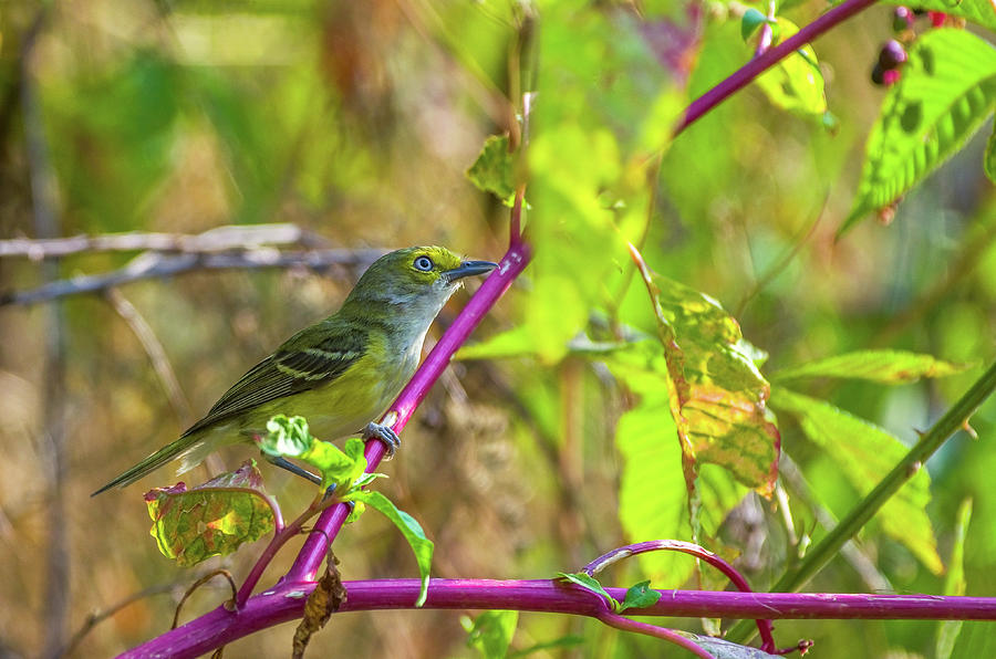 White-eyed Vireo - 1508 Photograph by Jerry Owens
