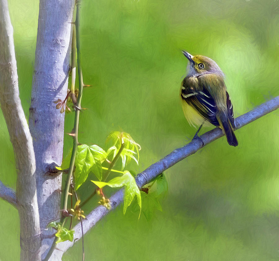 White Eyed Vireo Photograph by Art Cole