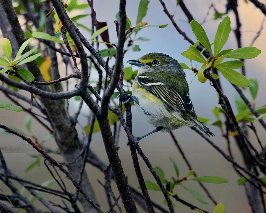 White-eyed Vireo Photograph by Jaki Miller