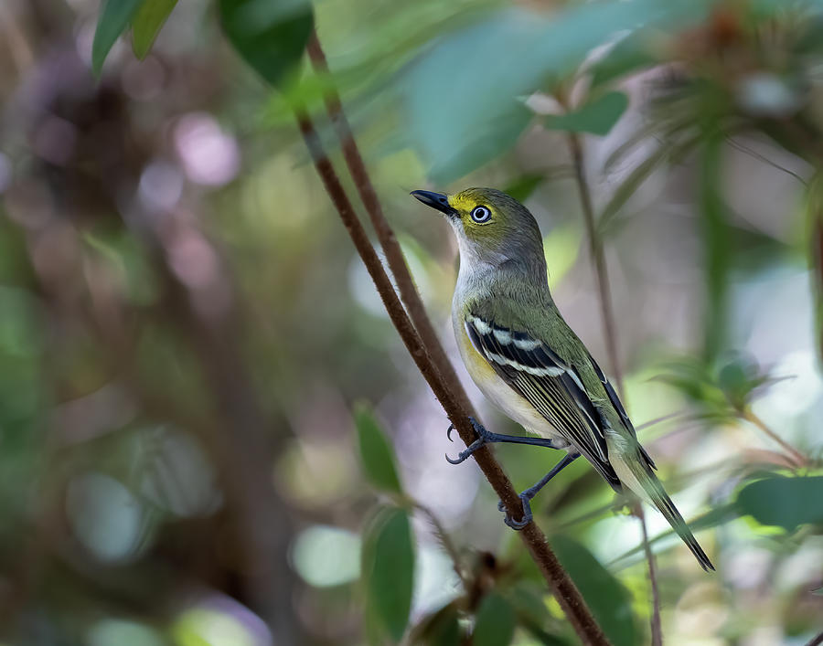 White Eyed Vireo Photograph by Jim Miller