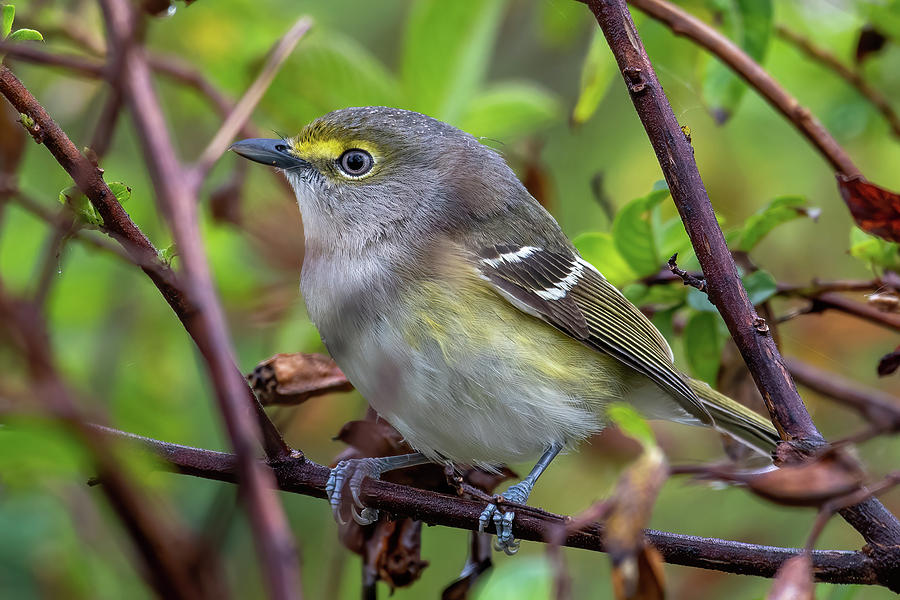 White-eyed Vireo Perched Photograph by Bradford Martin