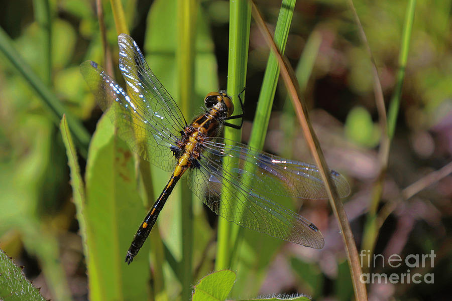 Dragonfly Photograph -  White Face Dragonfly by Douglas White