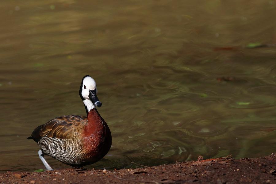 White-Face Whistling Duck Photograph by Carol Montoya