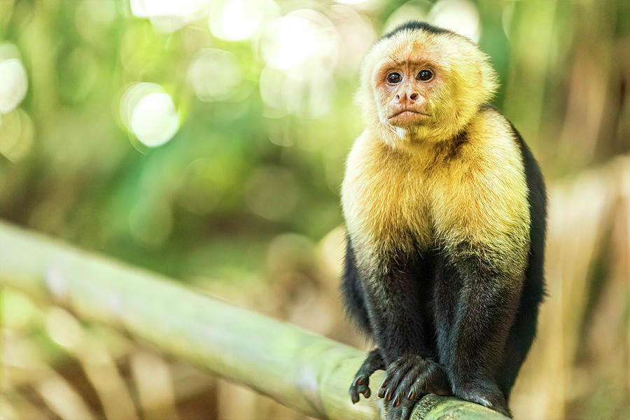 White-Faced Capuchin-001-Ca Photograph by David Allen Pierson White-Faced Capuchin-001-Ca Photograph by David Allen Pierson