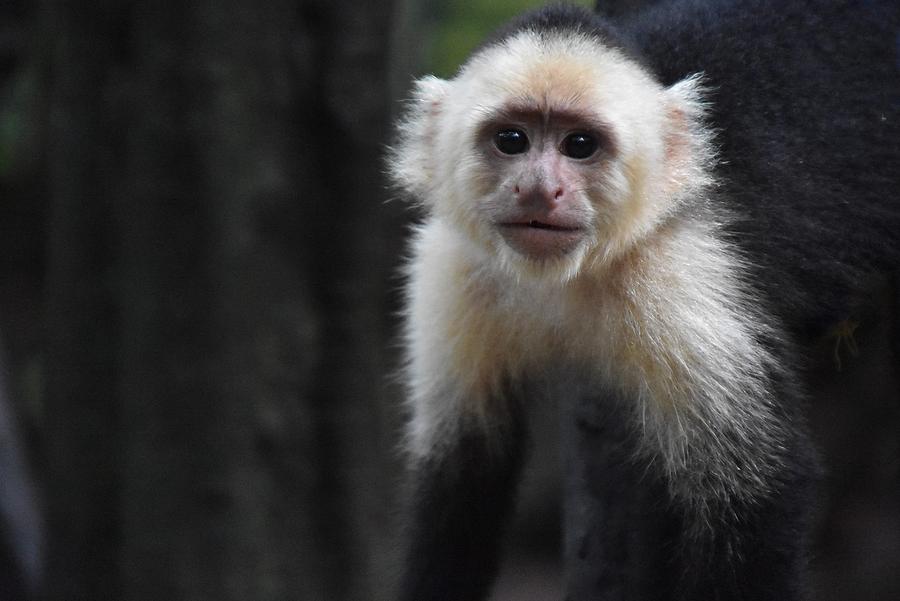 White-Faced Capuchin 5 Photograph by Flo McKinley