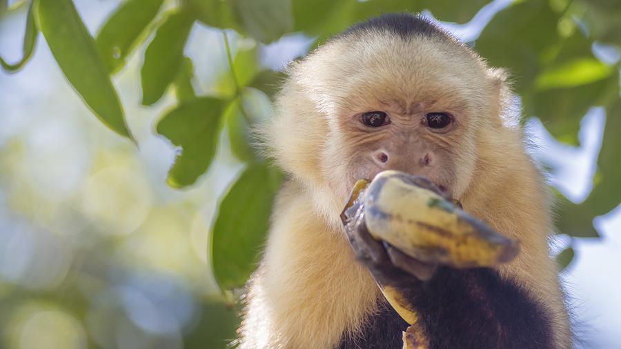 White-Faced Capuchin eating a Banana Photograph by Kryssia Campos