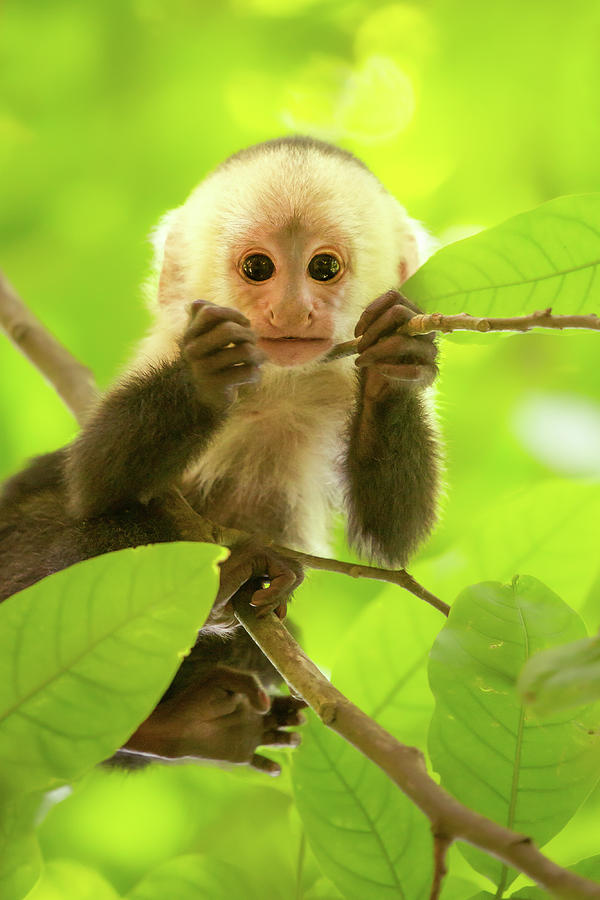 Animal Photograph - White-faced capuchin monkey baby by Roeselien Raimond
