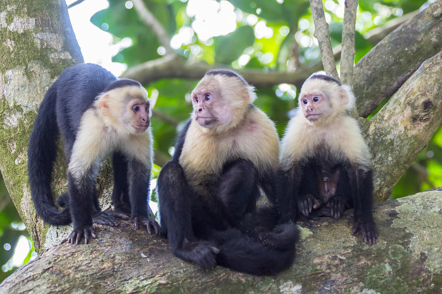 White-faced Capuchin Monkey Family Photograph by Kryssia Campos