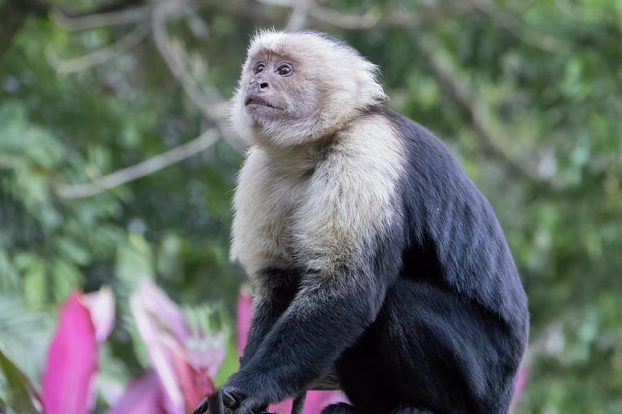 White Faced Capuchin Monkey in the Jungle Photograph by Juanita Layne ...