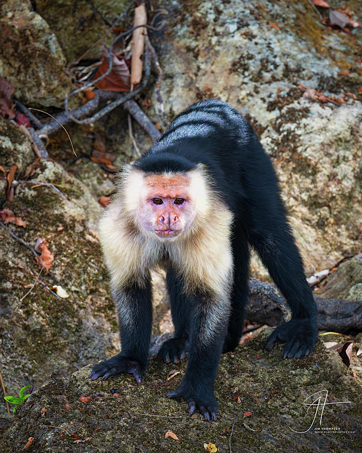 White-faced Capuchin Monkey Photograph by Jim Thompson