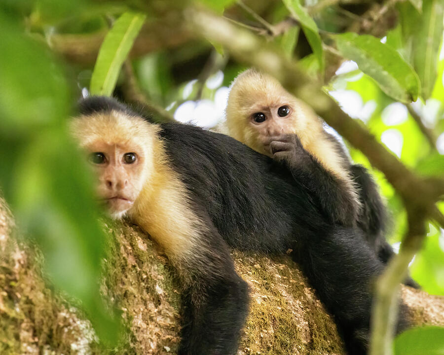 White-faced Capuchin Monkey with Her Infant, No. 3 Photograph by ...