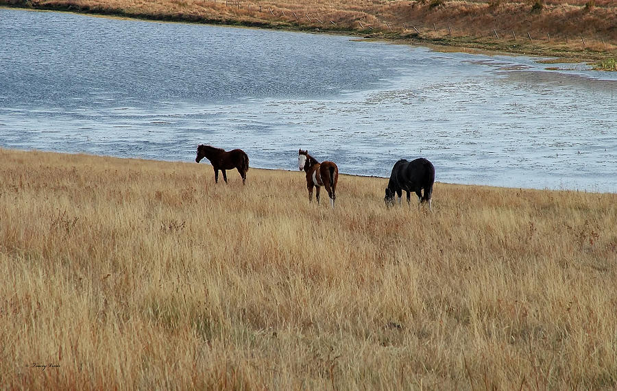 White Faced-Colt with Mates by a Lake Photograph by Tracey Vivar