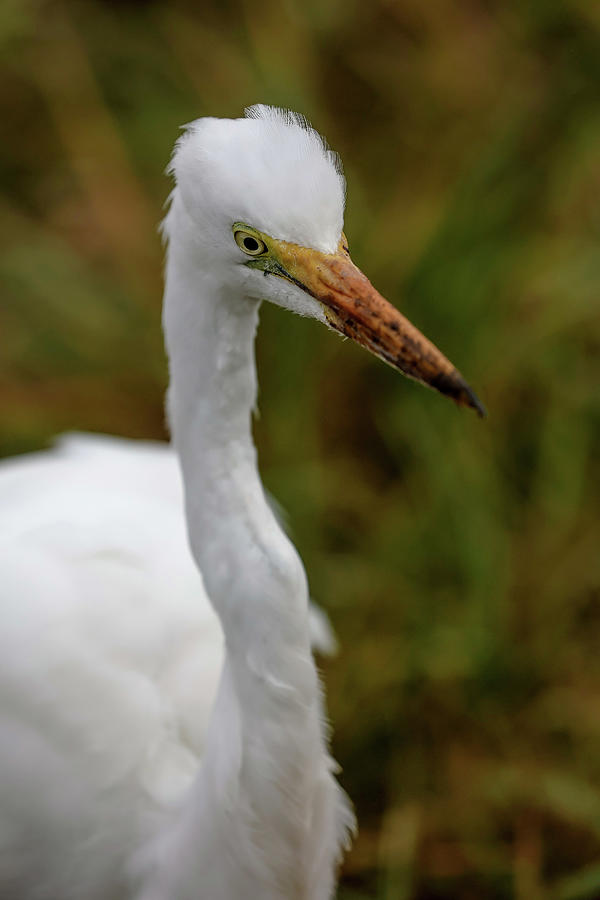 White Faced Egret Photograph by Athena Mckinzie | Fine Art America