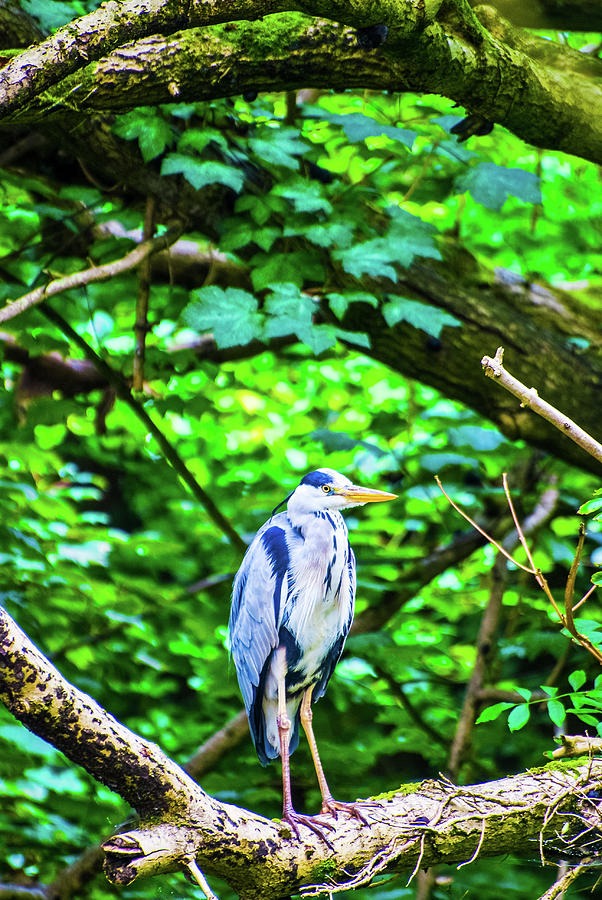 Summer Photograph - White faced grey heron perched on a branch by the river UK by David Ridley