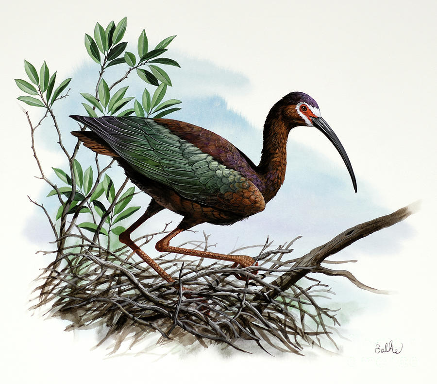 White-faced Ibis Painting by Don Balke