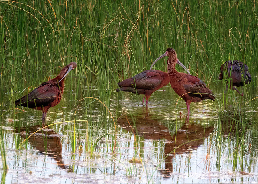White Faced Ibis Evening Feeding Photograph by Susan Rissi Tregoning