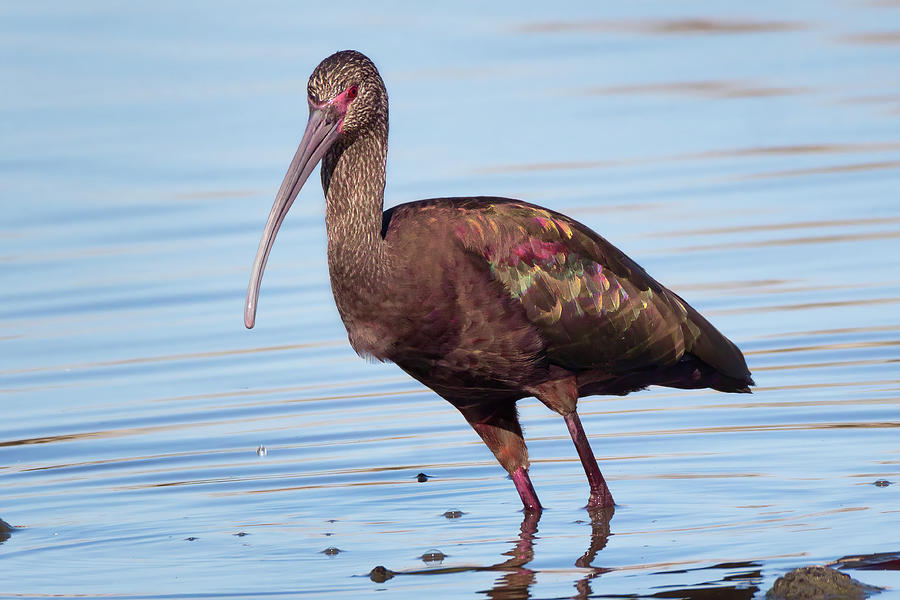 White-faced Ibis Hunting by the Shore  Photograph by Kathleen Bishop