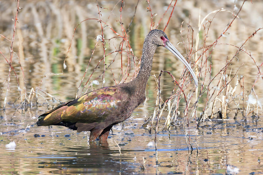 White-faced Ibis Hunting in the Wetlands  Photograph by Kathleen Bishop