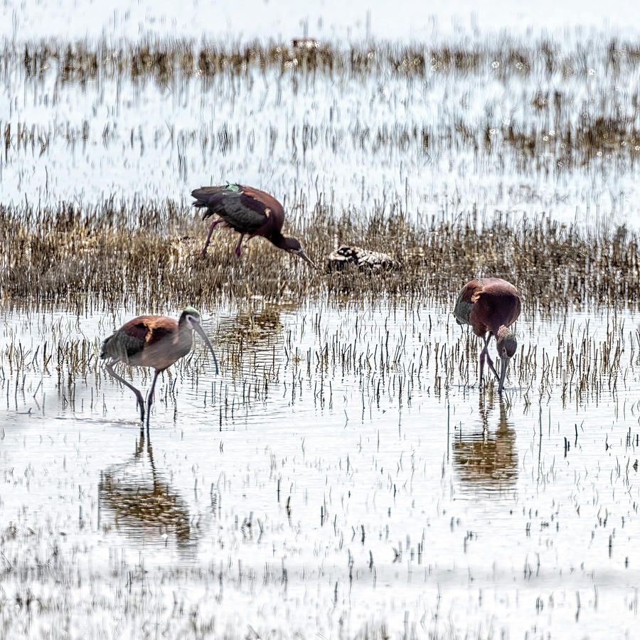 White-faced Ibis in a Water-filled Field Photograph by Belinda Greb