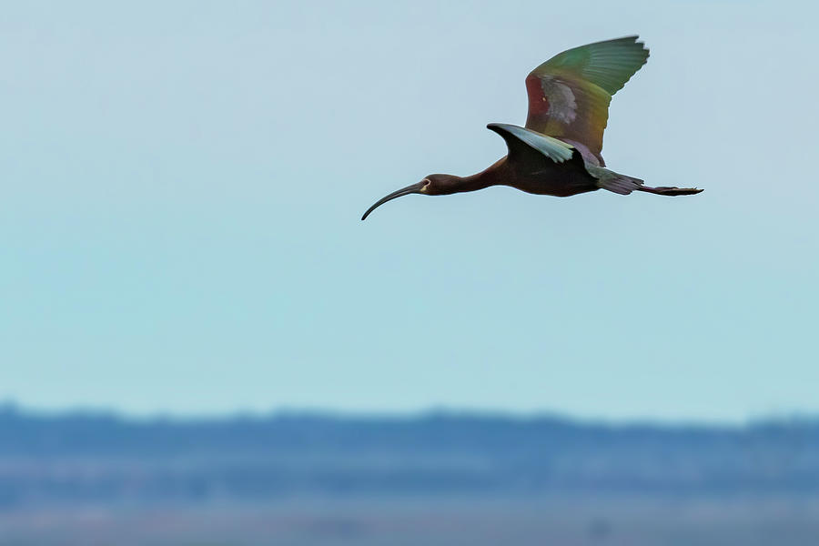 White-faced Ibis in Flight Photograph by Belinda Greb