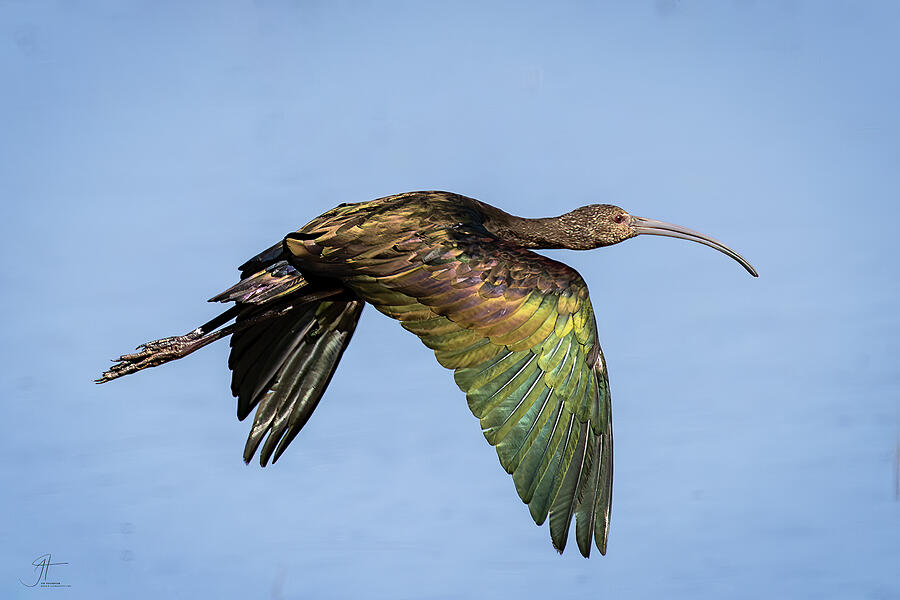 Wildlife Photograph - White-faced Ibis in Flight by Jim Thompson Wildlife Photograph - White-faced Ibis in Flight by Jim Thompson