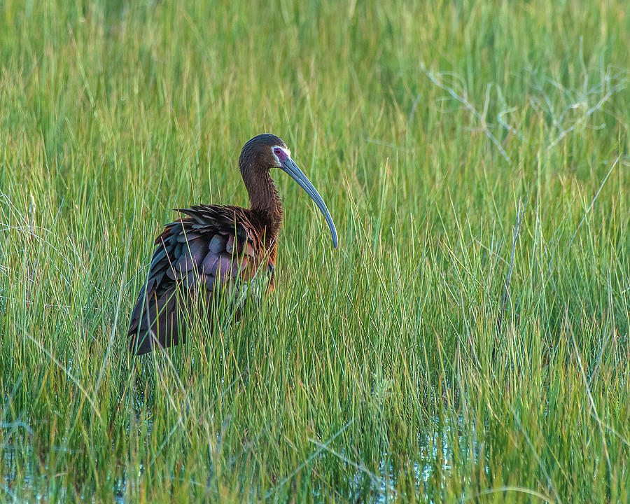 White-Faced Ibis In Tall Grasses Photograph by Yeates Photography