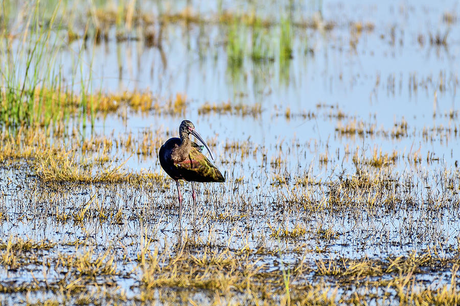 White-faced Ibis Is Turning Left Photograph