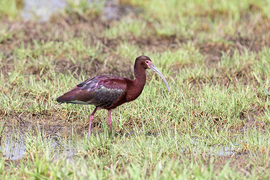 White-faced Ibis Out For A Walk Photograph