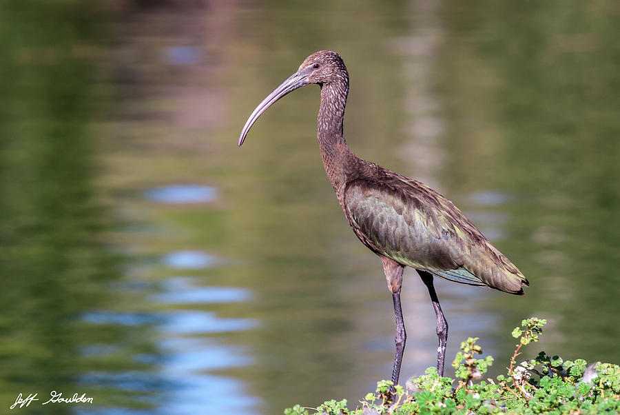 White-Faced Ibis With Non-Breeding Plumage Photograph by Jeff Goulden