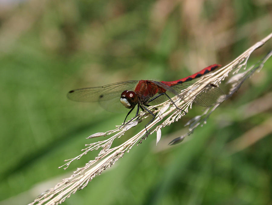White-faced Meadowhawk Close-up Photograph by Callen Harty