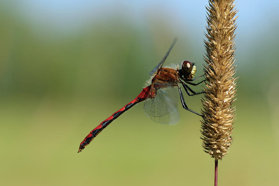 White-faced Meadowhawk Photograph by Jan Luit