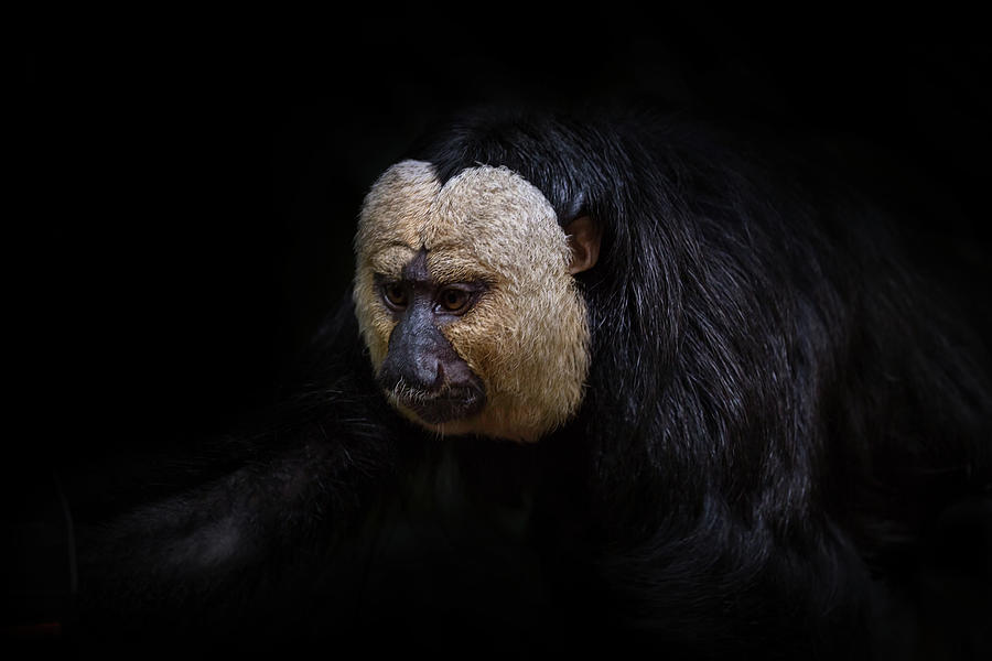White-Faced Saki Monkey Black Background Photograph by David Gn