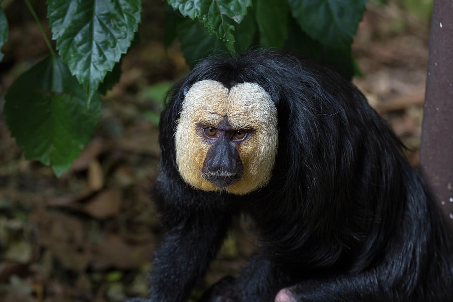White-Faced Saki Monkey Photograph by David Gn