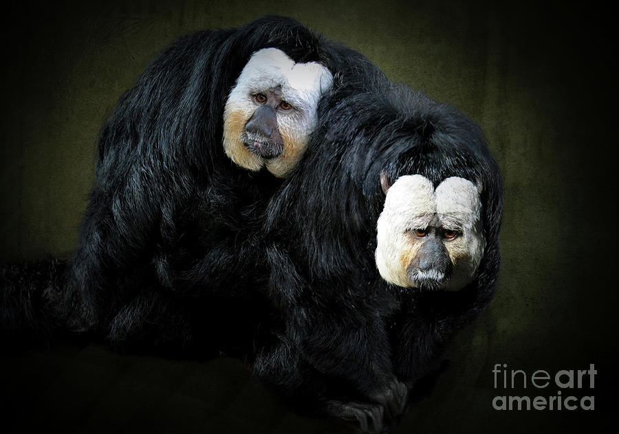 View White Faced Saki Monkey Images