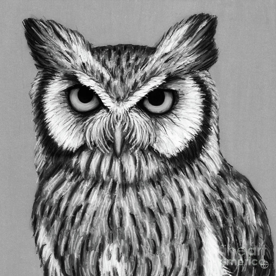 White Faced Scops Owl. Black and White Drawing by Amy E Fraser