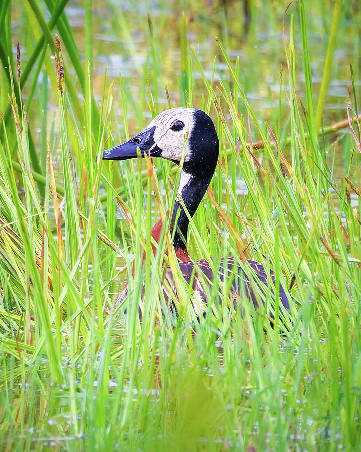 White Faced Whistling Duck Wisirare Orocue Casanare Colombia Photograph by Adam Rainoff