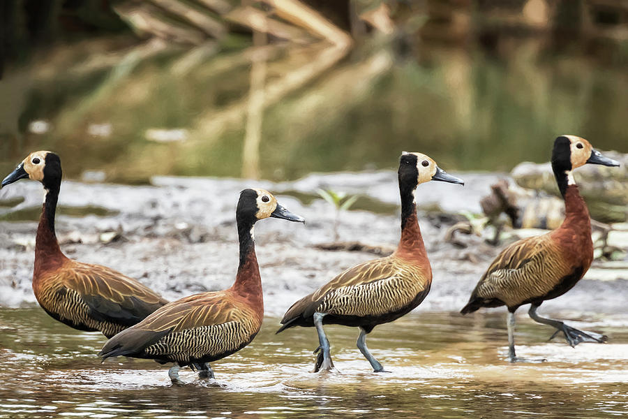 White-Faced Whistling Ducks Photograph by Belinda Greb