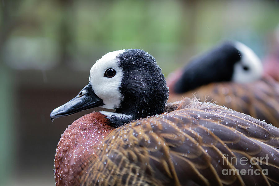 White-Faced Whistling Ducks Photograph by Eva Lechner