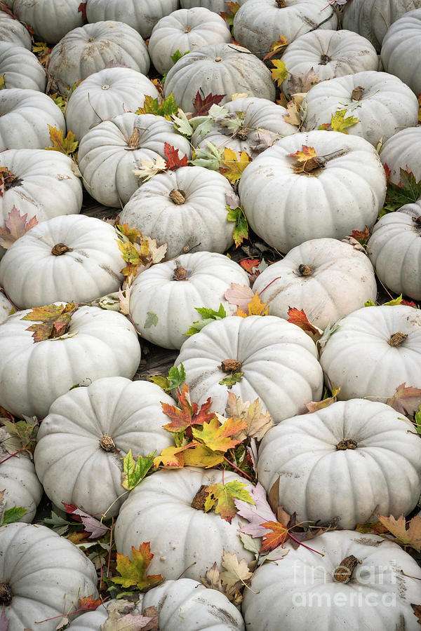 White fall pumpkins on display Photograph by Elena Elisseeva